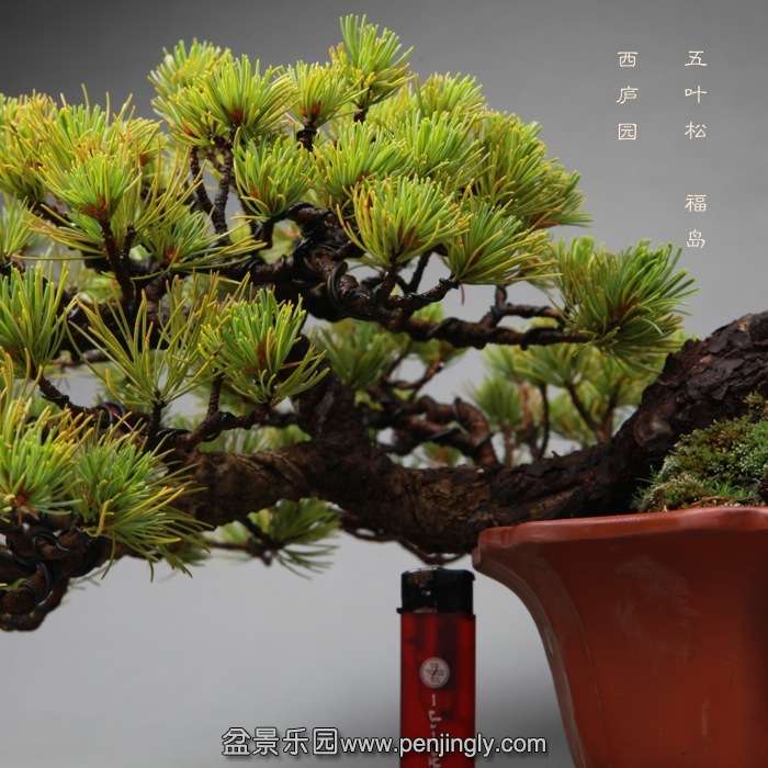 bonsai14051944.jpg