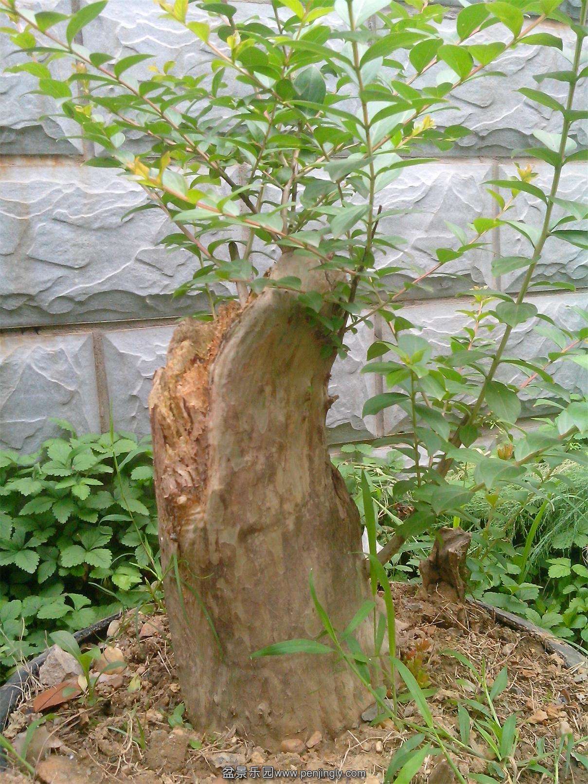 IMG20140520003.jpg