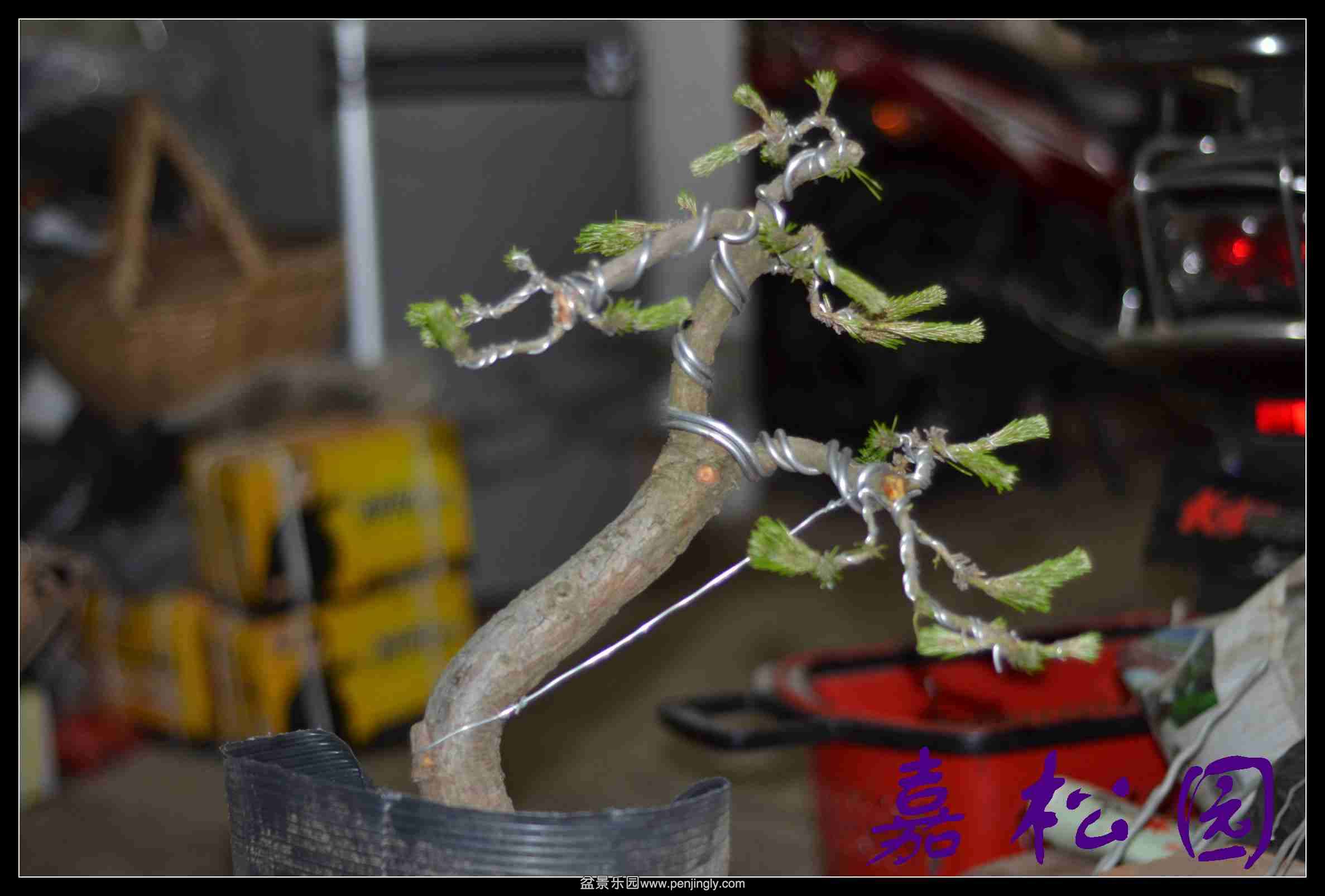 20140520 005.JPG