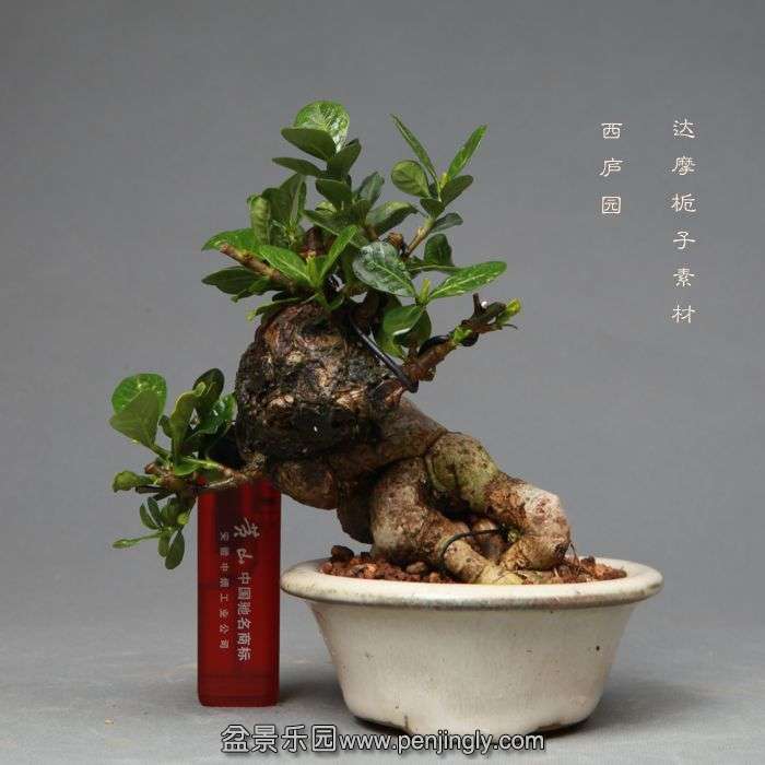 bonsai1405201.jpg