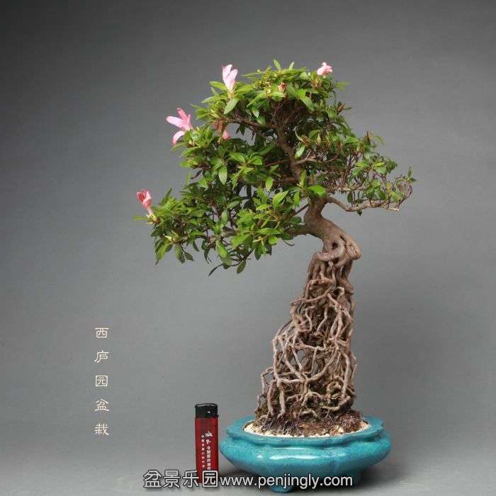 bonsai14052202.jpg