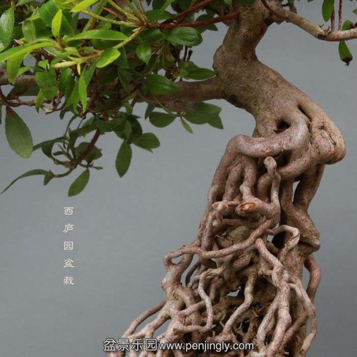 bonsai14052201.jpg