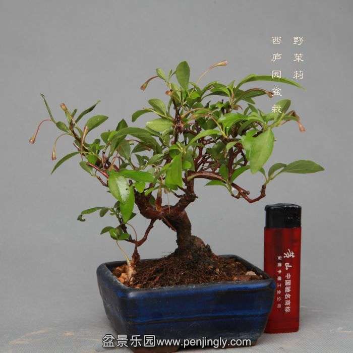 bonsai14052206.jpg