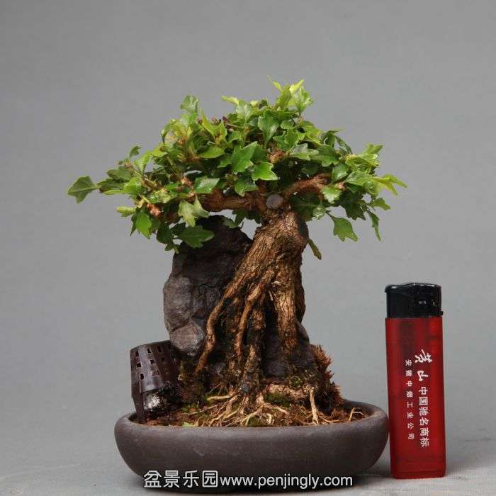 bonsai14052210.jpg