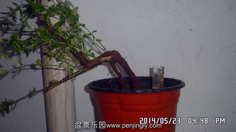 SAM_3411_.jpg