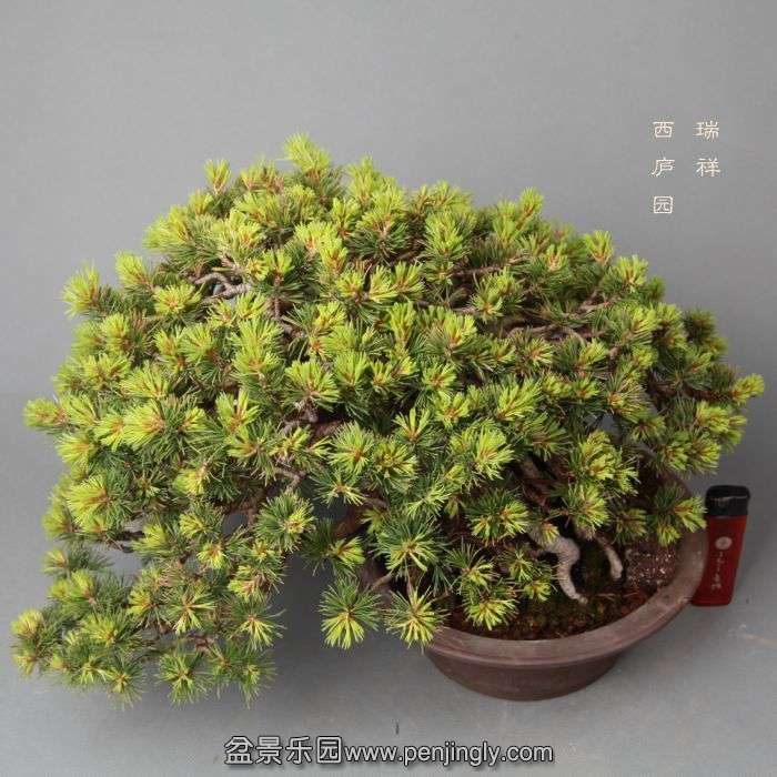 bonsai14052308.jpg