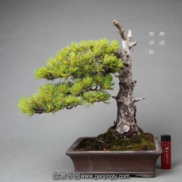bonsai14052309.jpg