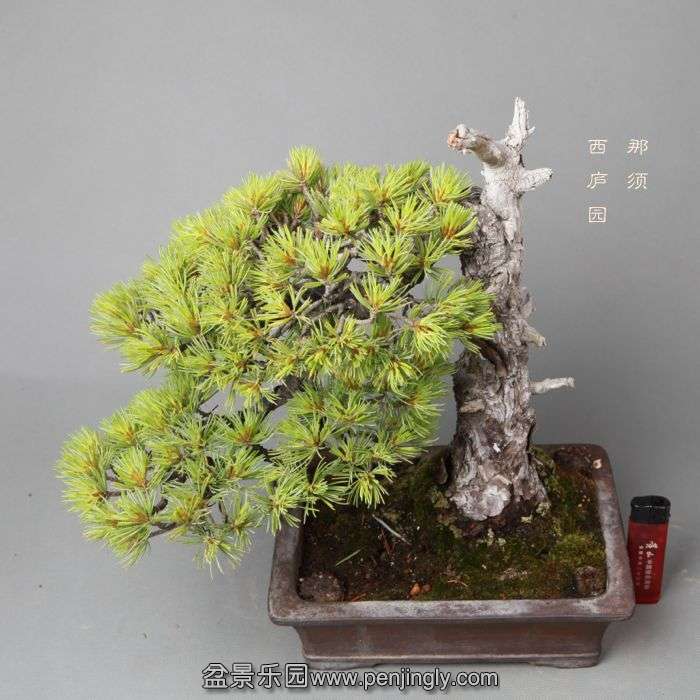 bonsai14052311.jpg