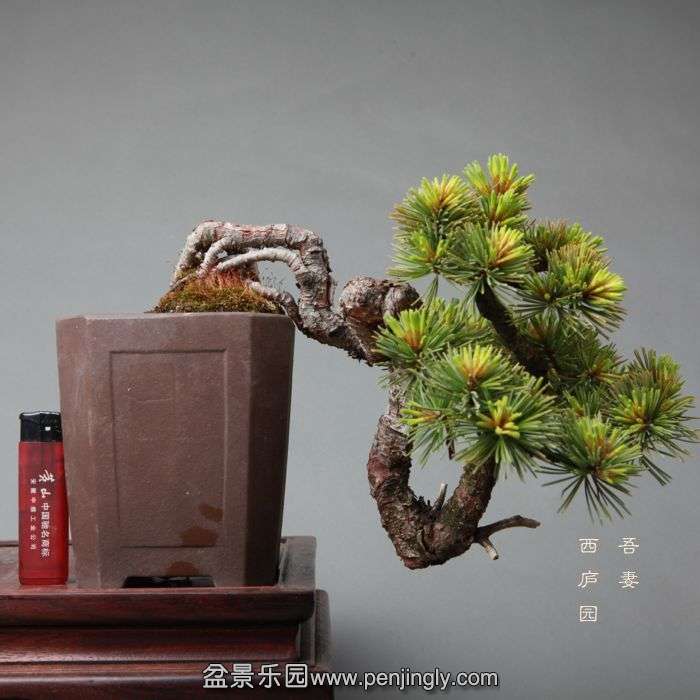 bonsai14052312.jpg