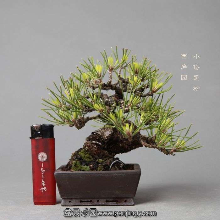 bonsai14052316.jpg