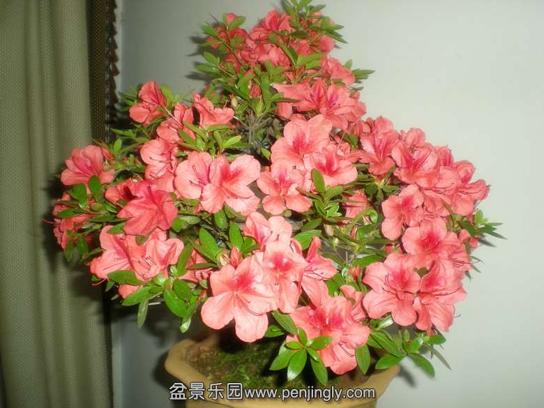 DSCN2746_.jpg