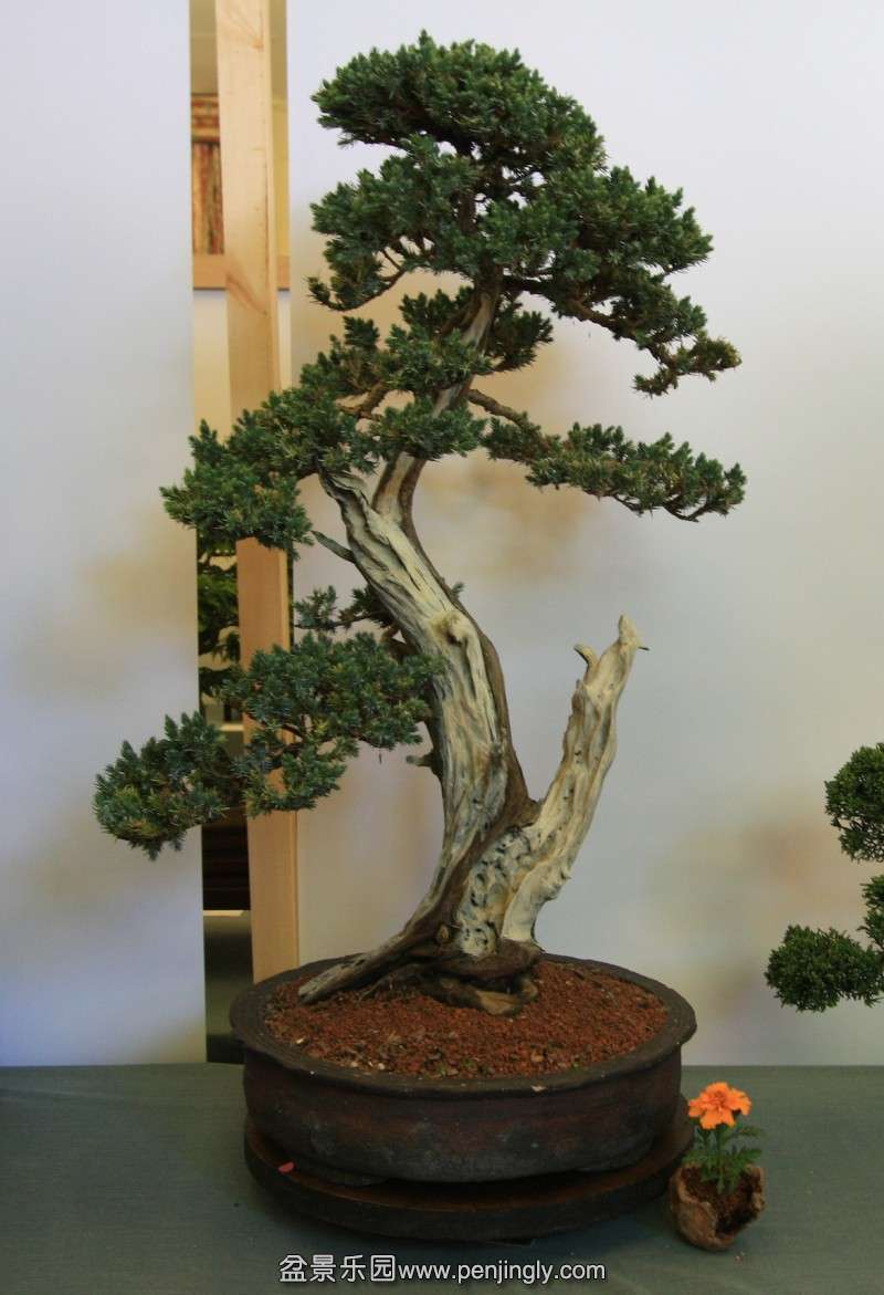 conew_juniper_5.jpg