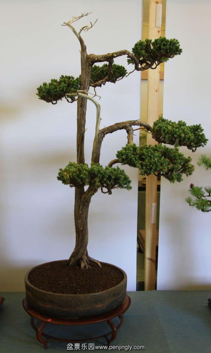 conew_juniper_6.jpg