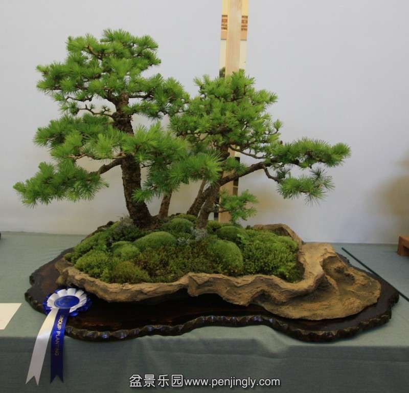 conew_larch-group_2nd-place.jpg