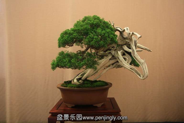 IS_Juniper.jpg