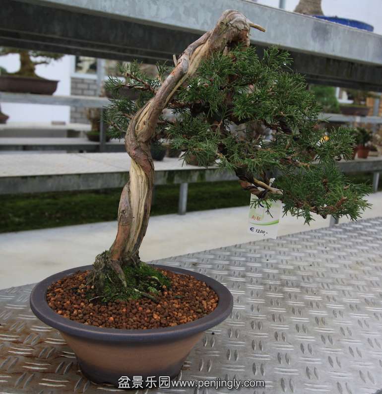 Juniper1_5.jpg