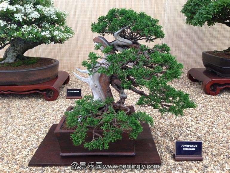 Juniperus-chinensis.jpg