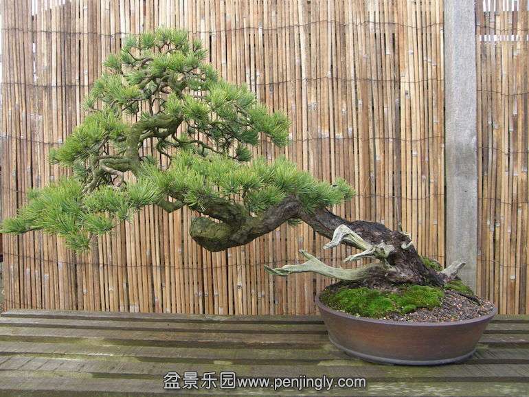 No-3-Scots-Pine-2.jpg