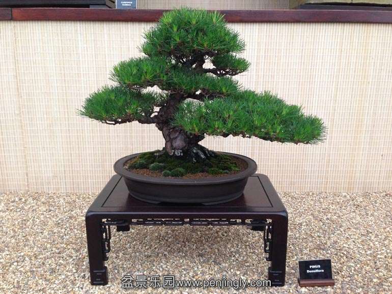 Pinus-densiflora.jpg