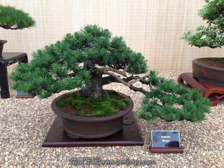 Pinus-mugo.jpg