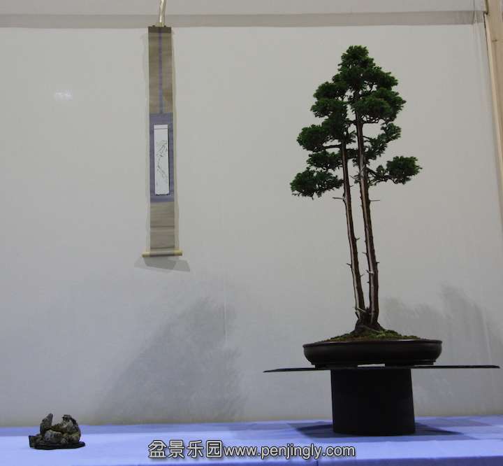Sussex-Bonsai-Group_2.jpg