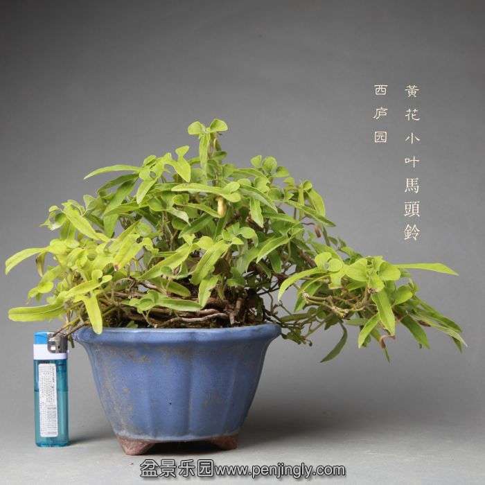 bonsai052513.jpg