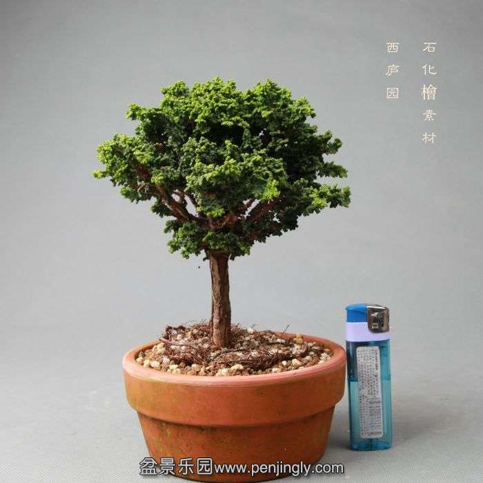bonsai052527.jpg
