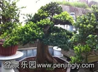 ��1.2�ף�ֱ��31����