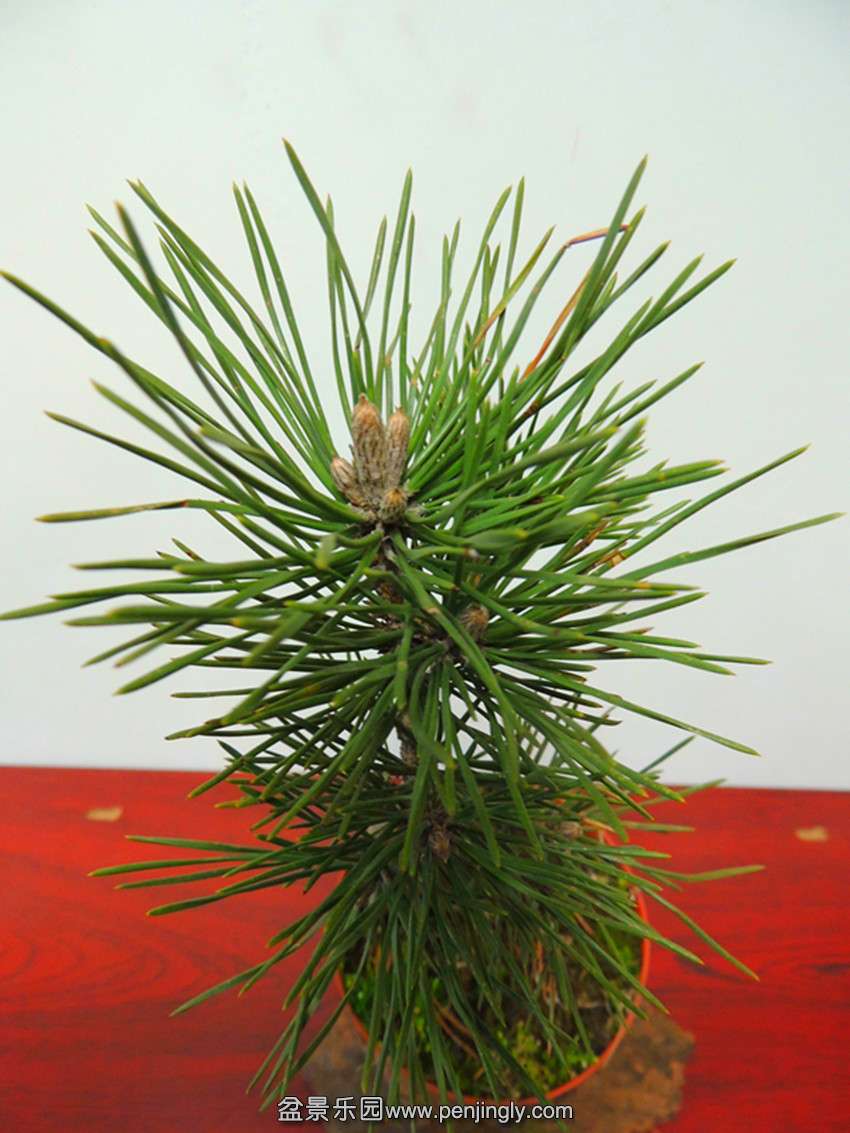 DSCN4071_ת_.jpg
