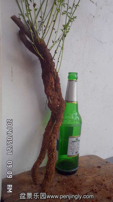 SAM_3452_.jpg
