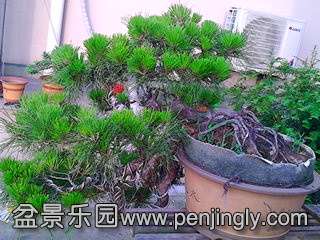 IMG_20140527_061222.jpg
