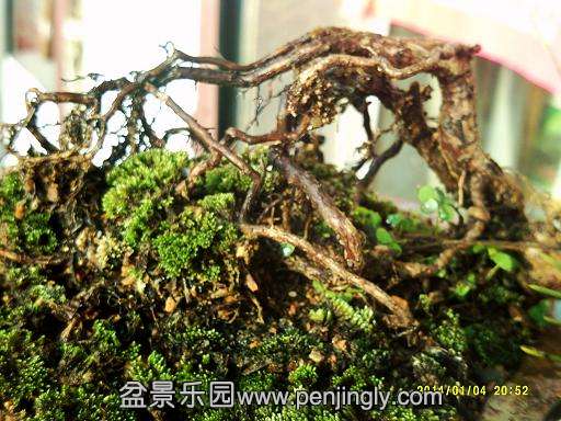 DSCF0015_conew1.JPG