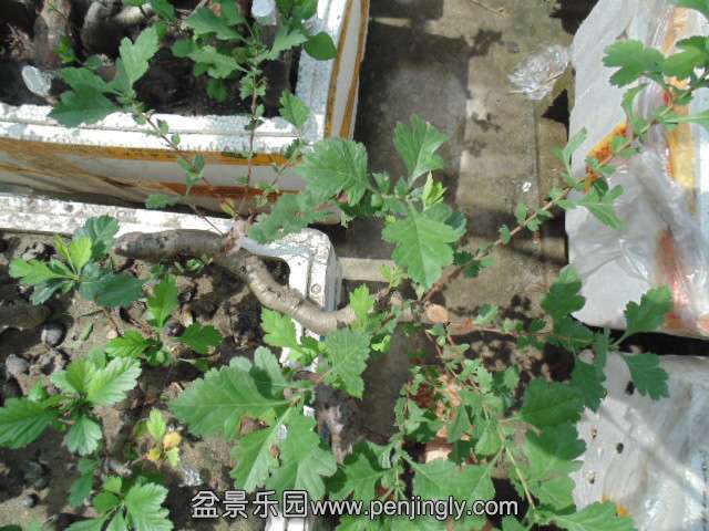 DSC03760.JPG