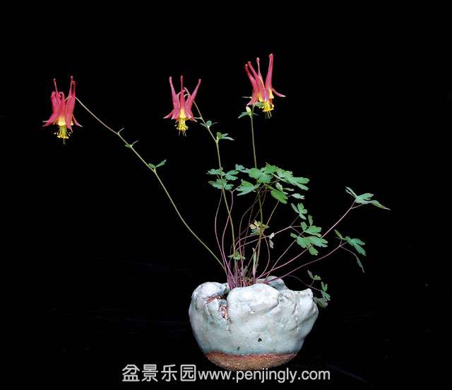 Aquilegia-candensis-01.jpg
