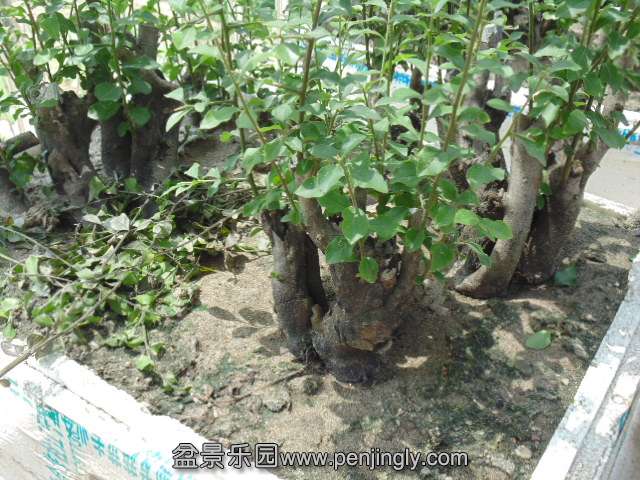 DSC03746.JPG