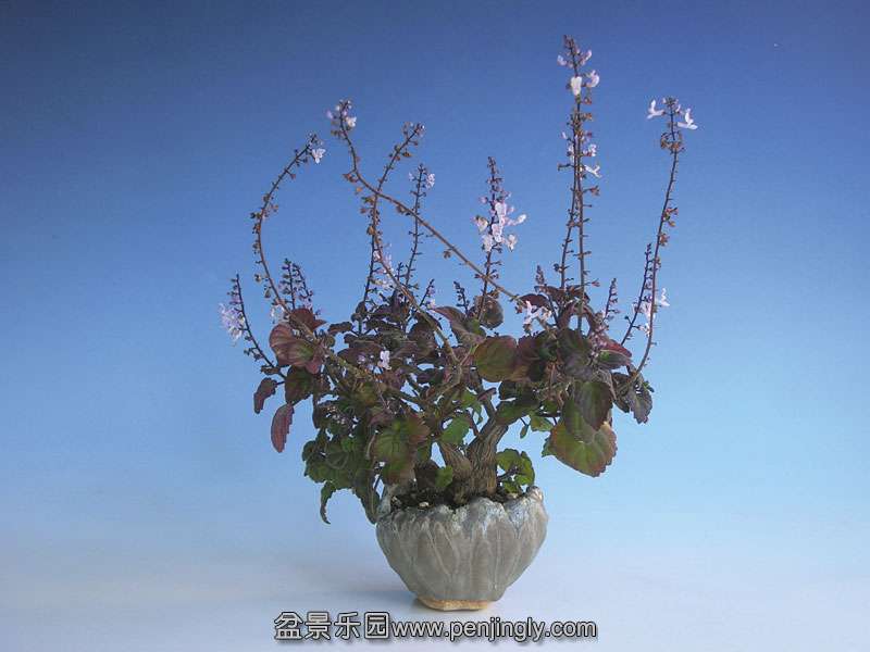 DSCN4784-Plectranthus-ernst.jpg