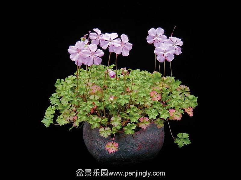 Geranium-dalmaticum.jpg