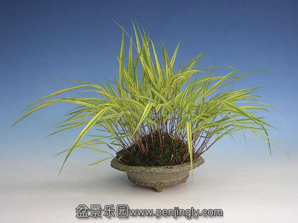 hakonechloa-macra-01.jpg