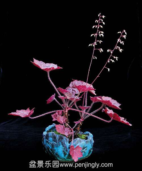 Heuchera-Palace-Purple_Scha.jpg