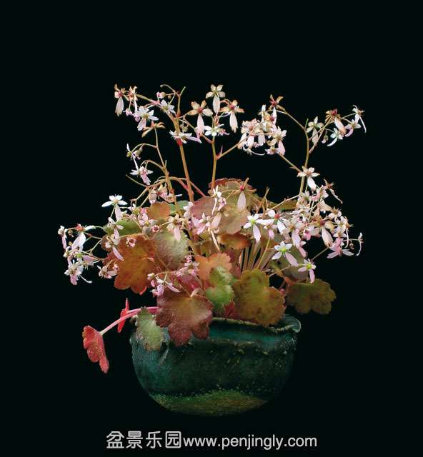 saxifraga-sugar-blum-fairy.jpg