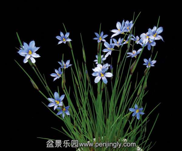 Sisyrinchium-angusti-02.jpg