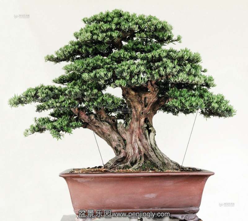 150~180c0ab23b6d74431a970152cf17f848e4d.jpg