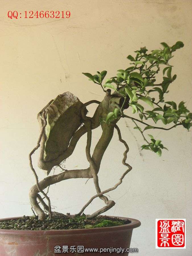 IMG_1430_.jpg