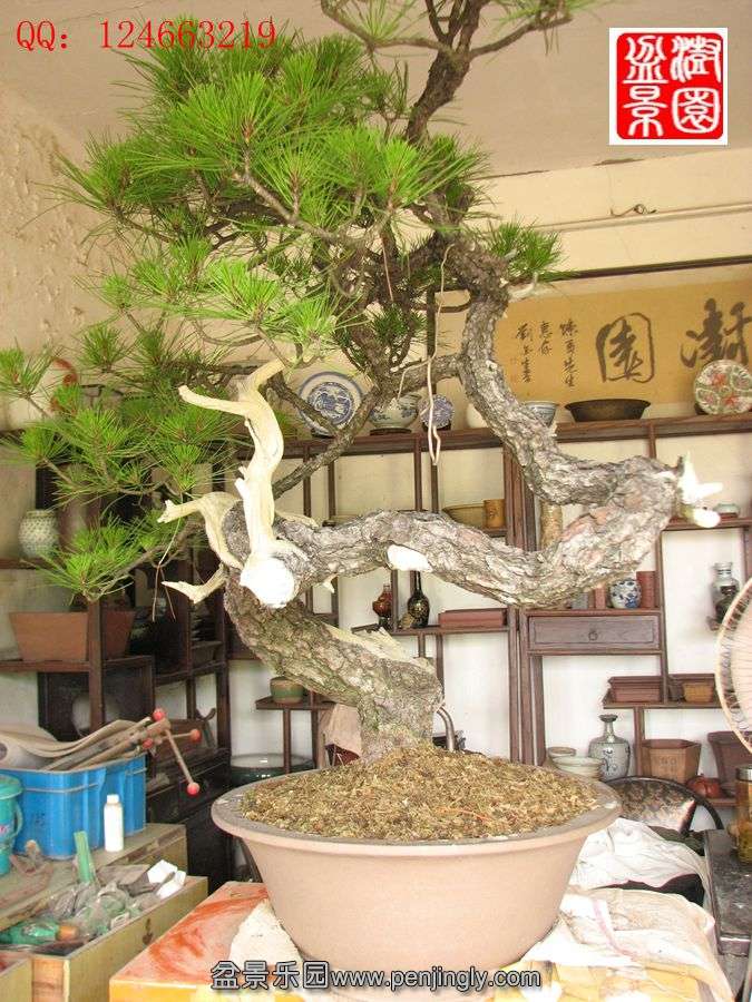 IMG_1500_.jpg