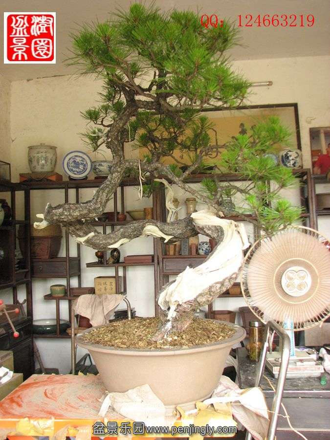 IMG_1502_.jpg