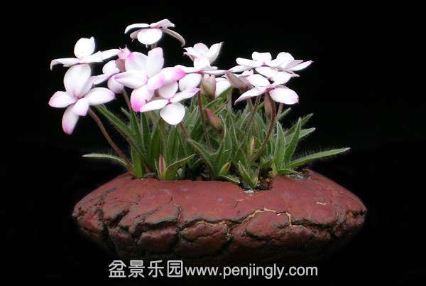 Rhodohypoxis00.jpg