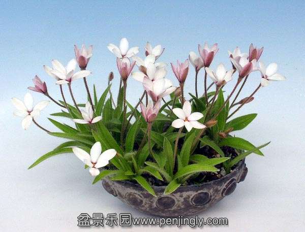 Rhodohypoxis08.jpg