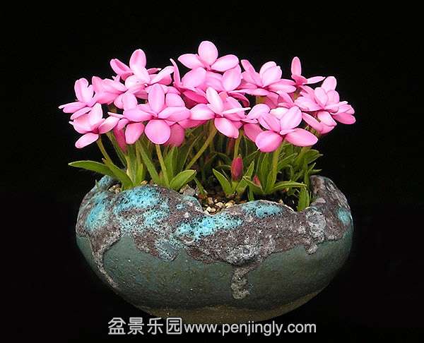 Rhodohypoxis15.jpg