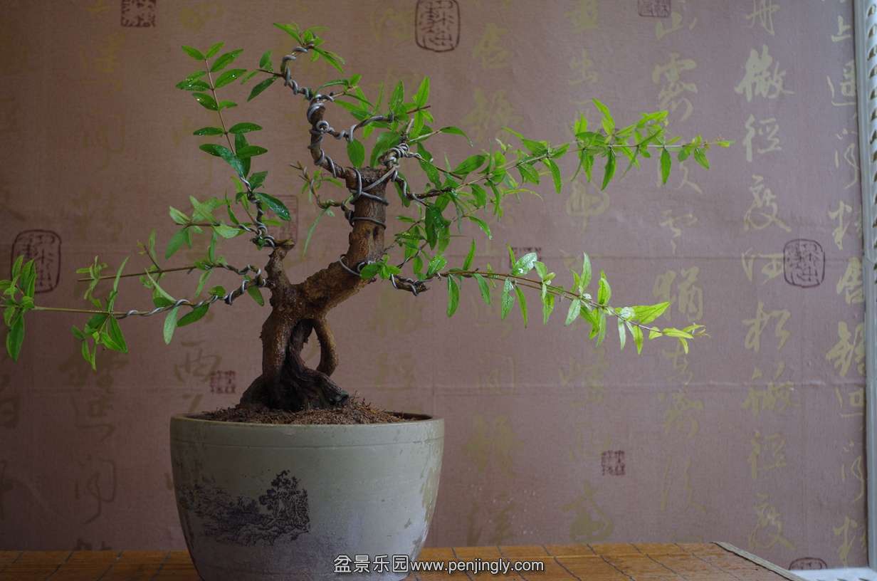 IMGP0220.jpg