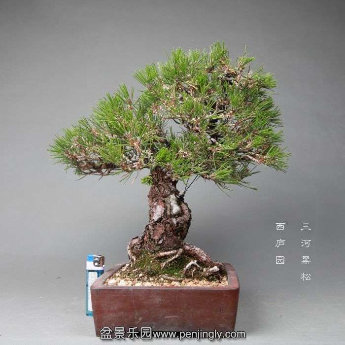 bonsai060401.jpg